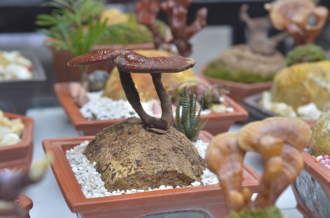 Gần 5 triệu đồng 1 chậu nấm linh chi bonsai chơi Tết ở Thủ đô Gần 5 triệu đồng 1 chậu nấm linh chi bonsai chơi Tết ở Thủ đô